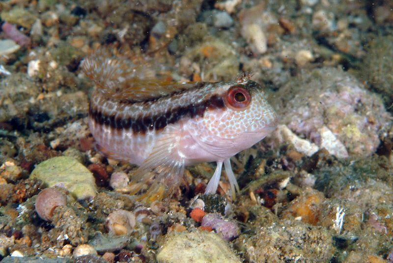 Livree di Parablennius pilicornis